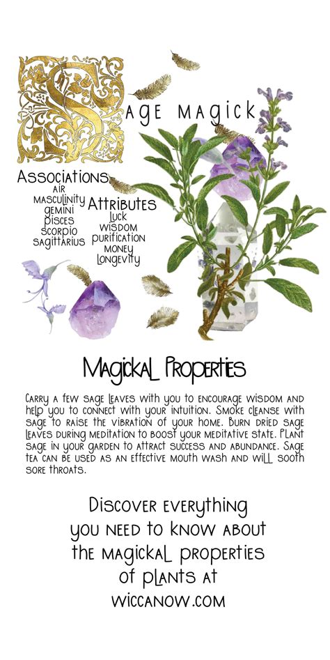 Rosemary's Magical Properties: A Guide to Harnessing its Energy for Protection